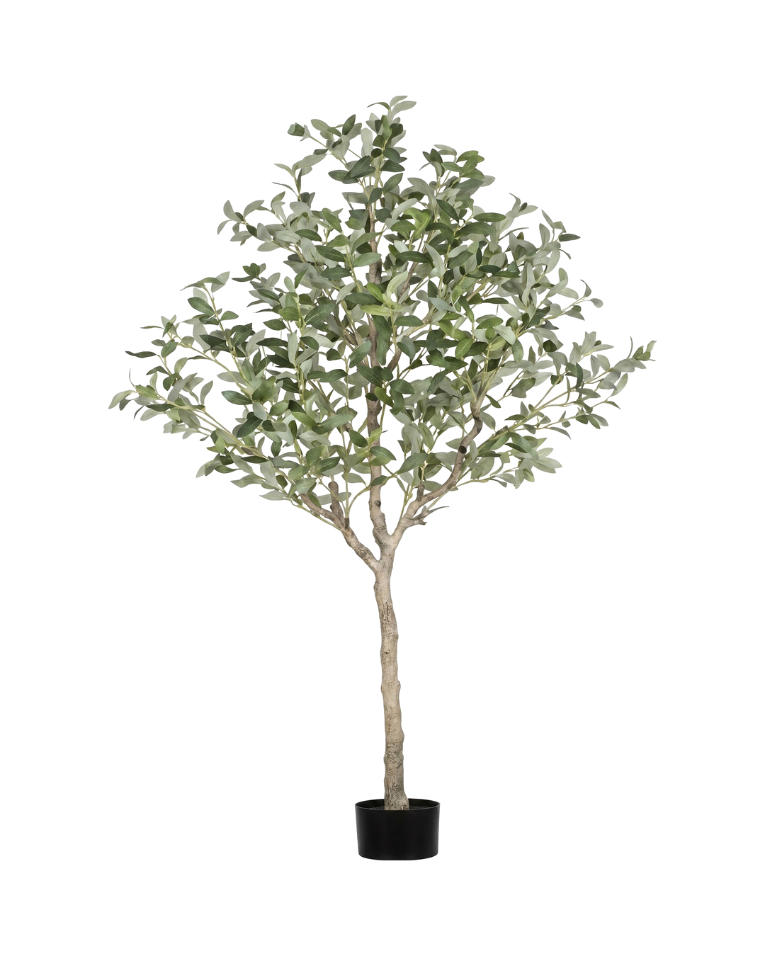 ARBOL OLIVO A-240 ARBOL OLIVO