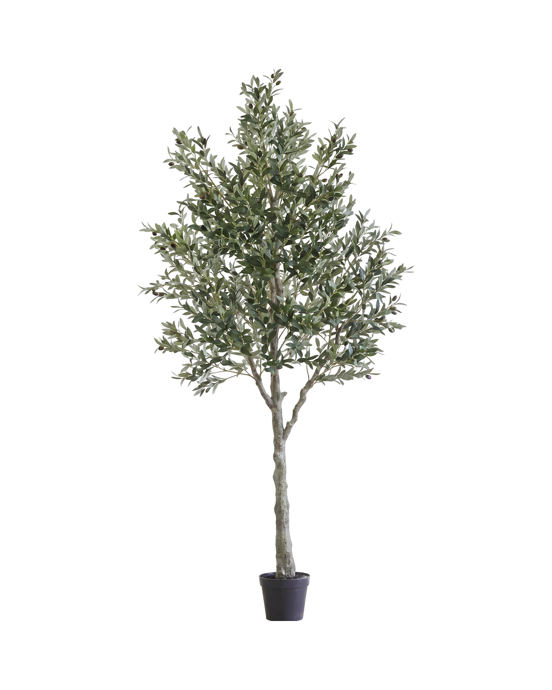 ARBOL OLIVO A 300 ARMABLE HASTA 3MTS