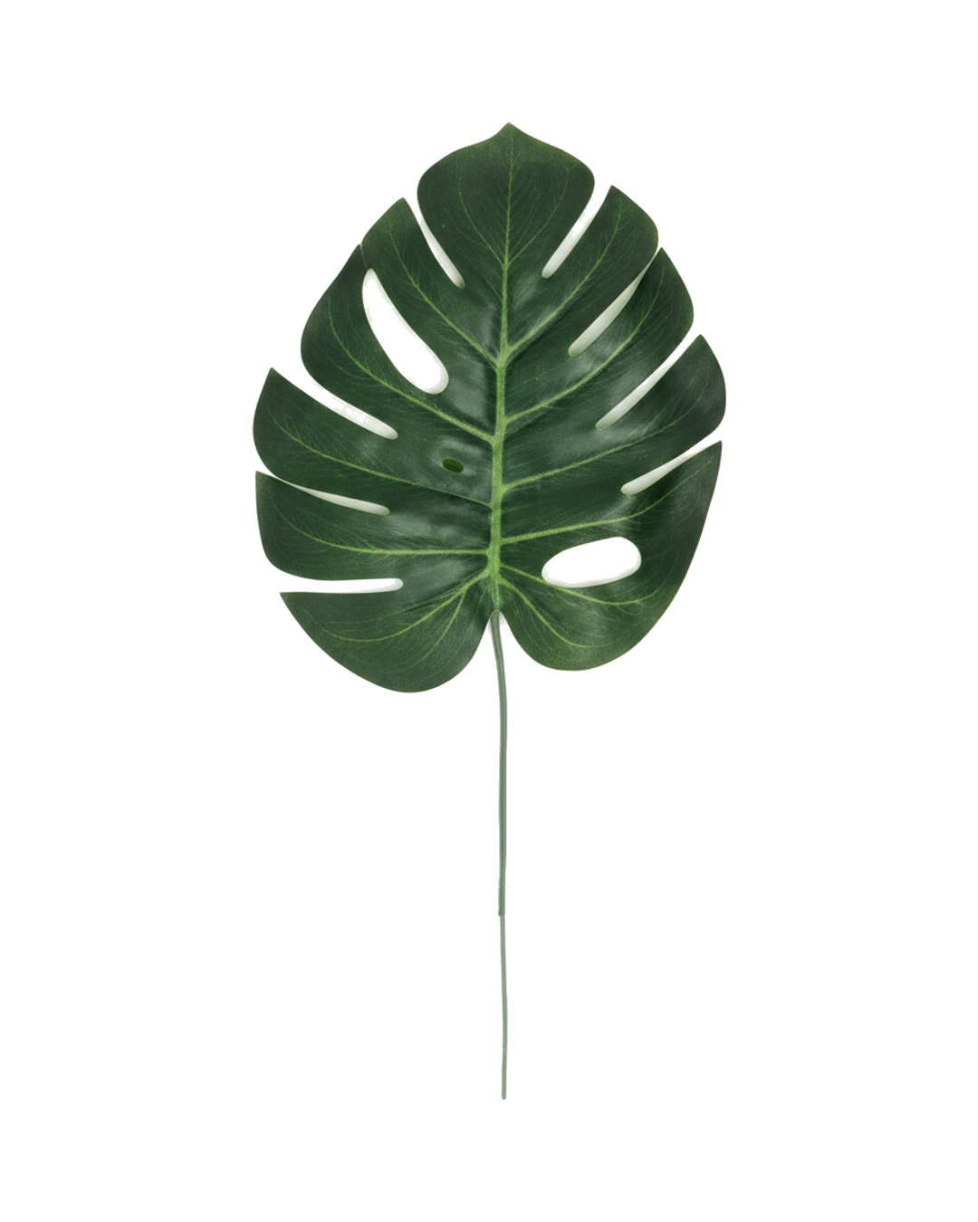 HOJA MOSTERA DOBLADA GDE 59.69CM HOJA VERDE
