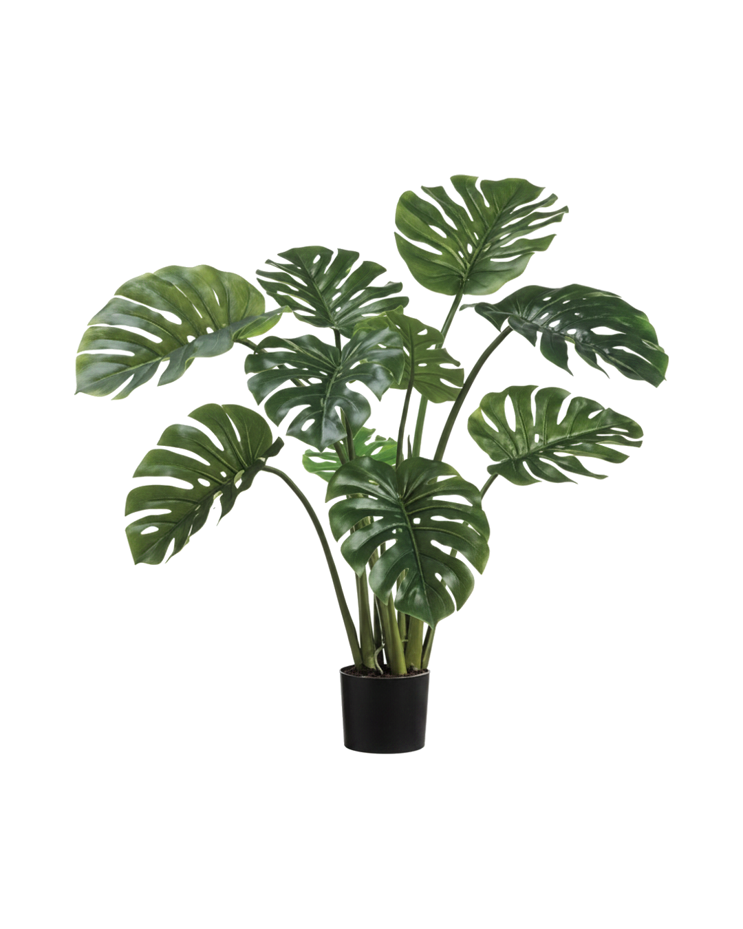 PLANTA GARRA DE LEON 99.06CM PLANTA GARRA DE LEON