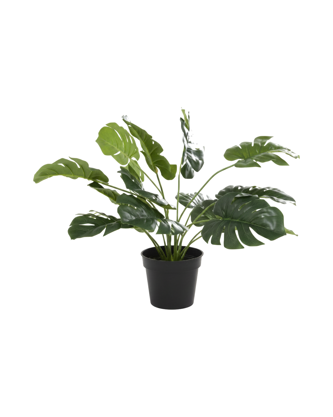 PLANTA HOJA VERDE PLANTA HOJA VERDE