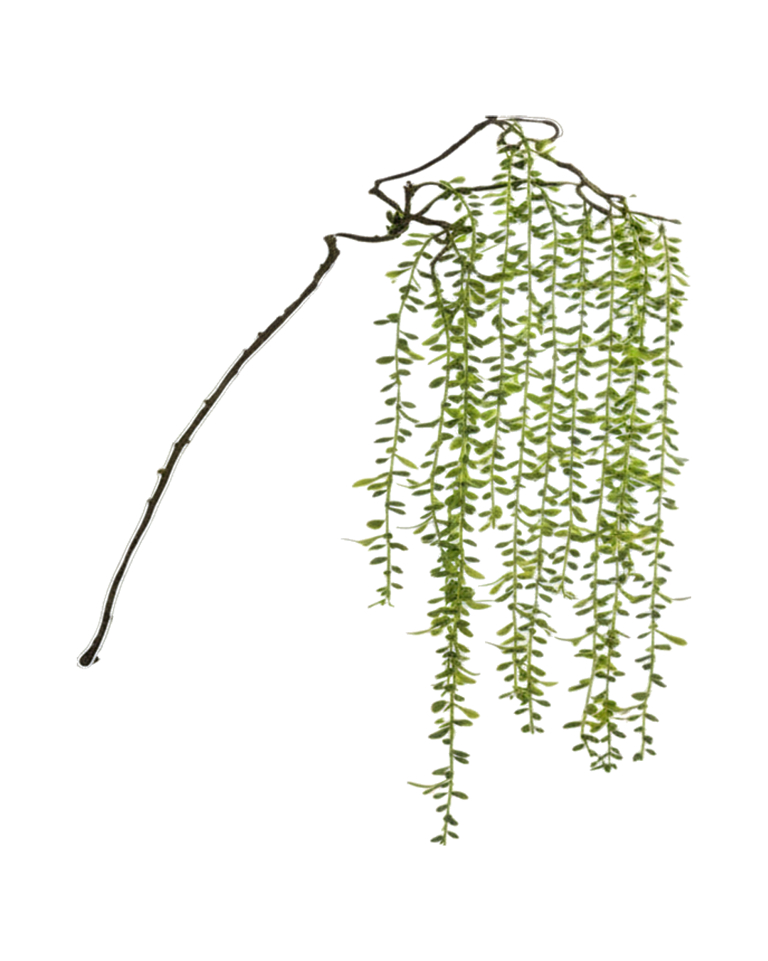 VARA DE AMARANTO CURLY 93.98CM VARA VERDE CURLY